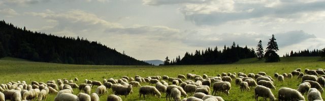 The Great Crowd of Other Sheep